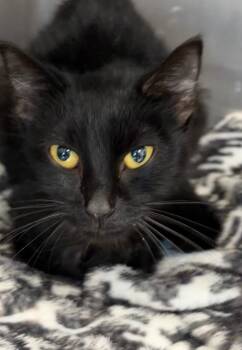 Lucy -  Domestic Short Hair Cat for Adoption in Clarksville, Tennessee - Lucy | PetCurious
