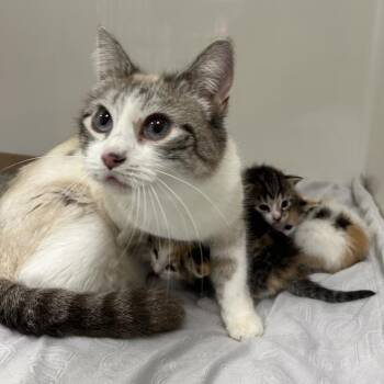 Domestic Short Hair Cats Available for Adoption in Charleston, West Virginia - Rainbow Halo | PetCurious