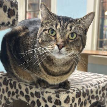 Rescue Domestic Short Hair Cats for Adoption in Mt. Juliet, Tennessee - Sage | PetCurious