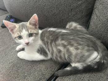 Domestic Short Hair Cats Available for Adoption in Mississauga, Ontario - Kraken | PetCurious
