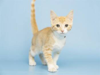 LOUIS -  Domestic Short Hair Cat for Adoption in Phoenix, Arizona - LOUIS | PetCurious