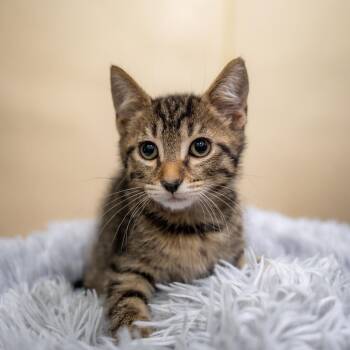 Cherry -  Domestic Short Hair Cat for Adoption in Gainesville, Georgia - Cherry | PetCurious