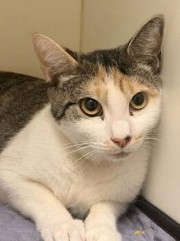 Lacy -  Domestic Short Hair Cat for Adoption in Lowell, Massachusetts - Lacy | PetCurious