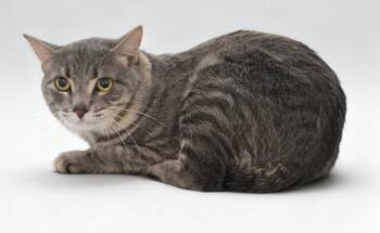 Monty -  Domestic Short Hair Cat for Adoption in Cottonwood, Arizona - Monty | PetCurious