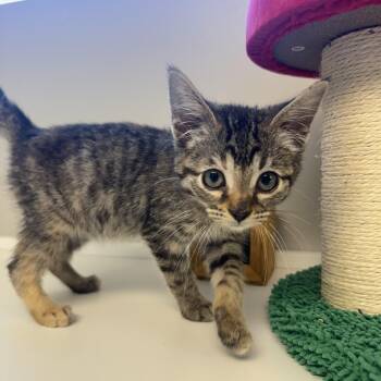 Julia -  Domestic Short Hair Cat for Adoption in Liberty, Missouri - Julia | PetCurious