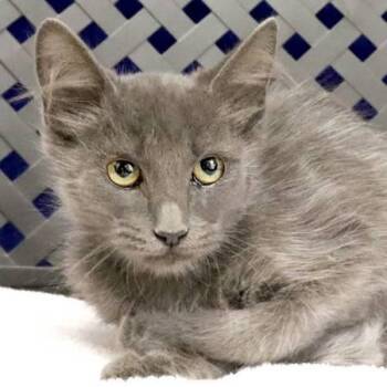 Pippen -  Domestic Medium Hair Cat for Adoption in Midland, Texas - Pippen | PetCurious