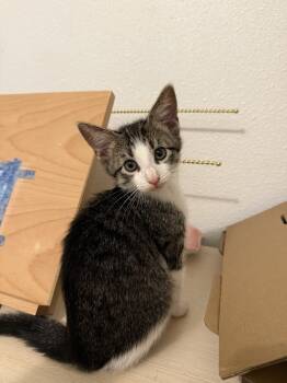 Rescue Tabby and Domestic Short Hair Cats for Adoption in Dallas, Texas - Philly | PetCurious