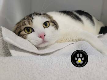 SCHTROUMF -  Domestic Short Hair Cat for Adoption in Delson, Quebec - SCHTROUMF | PetCurious