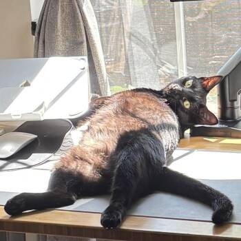 Siamese Cats Available for Adoption in Los Angeles, California - Amy (Siamese) & Alice (Void Kitty) | PetCurious