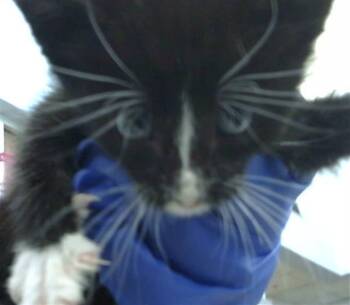 Domestic Medium Hair Cats Available for Adoption - MOJITO | PetCurious