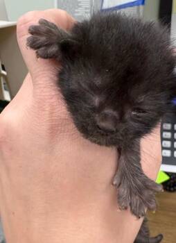 Dip -  Domestic Short Hair Cat for Adoption in Park Row, Texas - Dip | PetCurious