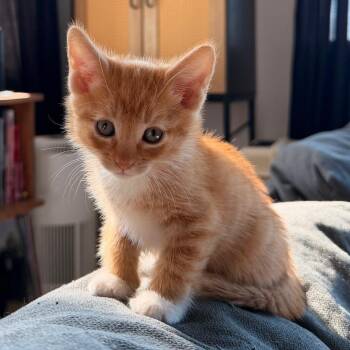 Louis -  Domestic Short Hair Cat for Adoption in Long Beach, California - Louis | PetCurious