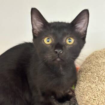 Panther -  Domestic Short Hair Cat for Adoption in League City, Texas - Panther | PetCurious
