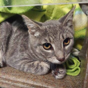 Rescue Domestic Short Hair Cats for Adoption in Raleigh, North Carolina - Lilly F | PetCurious