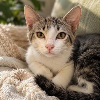 Bert -  Domestic Short Hair Cat for Adoption in NEW PT RICHEY, Florida - Bert | PetCurious