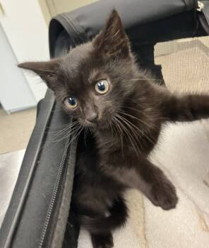 Rescue Domestic Short Hair Cats for Adoption in Disputanta, Virginia - Spooky | PetCurious