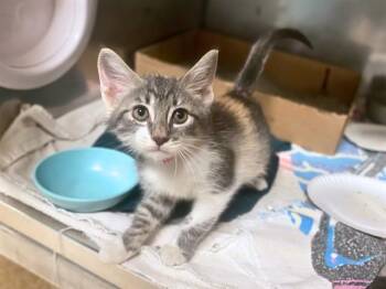 CINDY CLAWFORD -  Domestic Short Hair Cat for Adoption in Fort Wayne, Indiana - CINDY CLAWFORD | PetCurious