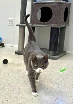 Domestic Short Hair Cats Available for Adoption in Chester, New Jersey - Max | PetCurious