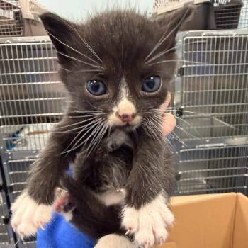 Printer Paper (Blue) -  Domestic Short Hair Cat for Adoption in Greensboro, North Carolina - Printer Paper (Blue) | PetCurious