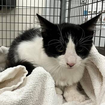 Ricky -  Domestic Medium Hair Cat for Adoption in Las Cruces, New Mexico - Ricky | PetCurious