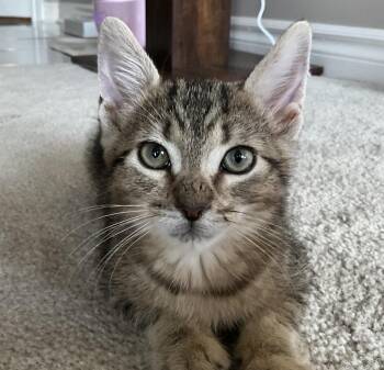 Bowie -  Domestic Short Hair Cat for Adoption in Mississauga, Ontario - Bowie | PetCurious