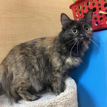 Albuquerque -  Domestic Long Hair Cat for Adoption in Hemet, California - Albuquerque | PetCurious