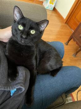 Rescue Domestic Short Hair Cats for Adoption in Mokena, Illinois - Winston Fromage | PetCurious