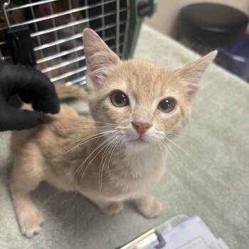 London -  Domestic Medium Hair Cat for Adoption in Riverside, California - London | PetCurious