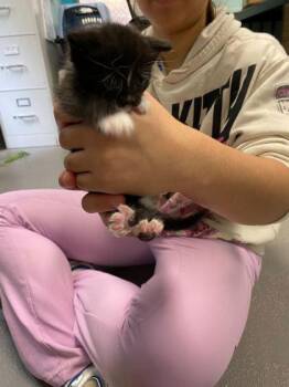 Forest Grump -  Domestic Short Hair Cat Available for Adoption in Spruce Pine, North Carolina - Forest Grump | PetCurious