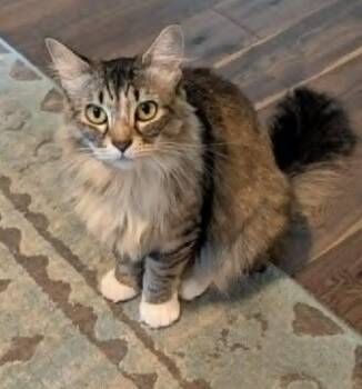 Pistachio -  Domestic Long Hair Cat for Adoption in Anchorage, Alaska - Pistachio | PetCurious