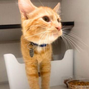 CIDER -  Domestic Short Hair Cat for Adoption in Aurora, Colorado - CIDER | PetCurious