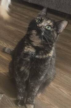 Allie -  Domestic Short Hair Cat for Adoption in Winchester, Tennessee - Allie | PetCurious