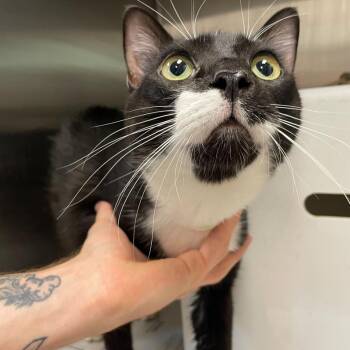 Domestic Short Hair Cats Available for Adoption in Hattiesburg, Mississippi - Huckleberry | PetCurious