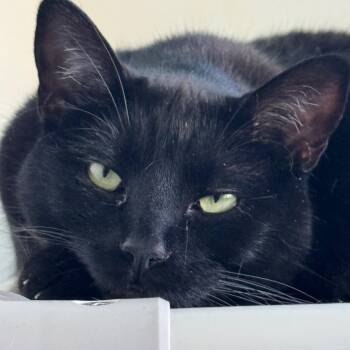 Hazelnut -  Domestic Short Hair and Mixed Breed Cat for Adoption in Decatur, Georgia - Hazelnut | PetCurious