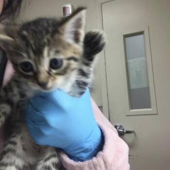 BOO -  Domestic Short Hair Cat for Adoption in Riverside, California - BOO | PetCurious