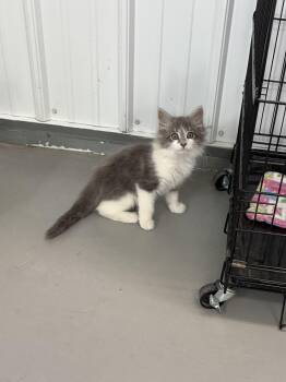 Viceroy -  Domestic Long Hair Cat for Adoption in Big Rapids, Michigan - Viceroy | PetCurious