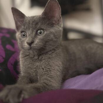 Rescue Domestic Short Hair Cats for Adoption in Los Angeles, California - Mariah | PetCurious