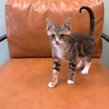 Smudge -  Domestic Short Hair Cat for Adoption in Keizer, Oregon - Smudge | PetCurious