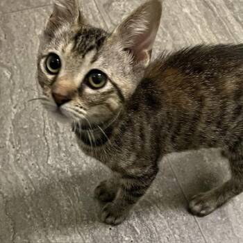 Isis -  Domestic Short Hair Cat for Adoption in San Antonio, Texas - Isis | PetCurious
