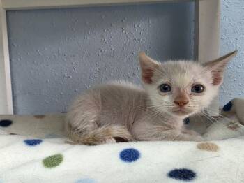 Spicy -  Domestic Short Hair Cat for Adoption in Bossier City, Louisiana - Spicy | PetCurious