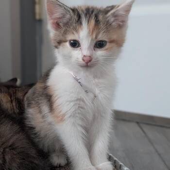 Domestic Short Hair Cats Available for Adoption in Fredericksburg, Virginia - Cider Hall | PetCurious
