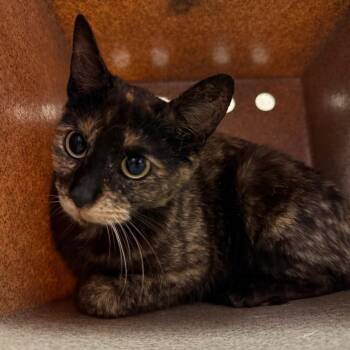 Torie -  Domestic Short Hair Cat for Adoption in Birmingham, Alabama - Torie | PetCurious