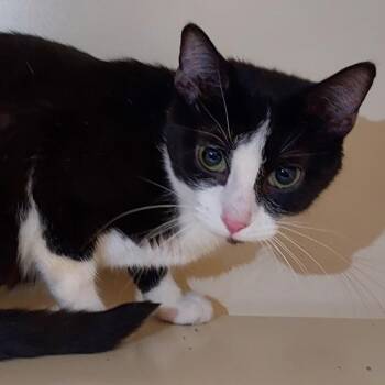Domestic Short Hair Cats Available for Adoption in Dayton, Ohio - Jelly Fish | PetCurious