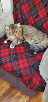 Domestic Long Hair Cats Available for Adoption - Mr. Cat | PetCurious