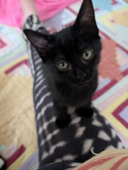 Domestic Short Hair Cats Available for Adoption in Fort Collins, Colorado - Zitti | PetCurious
