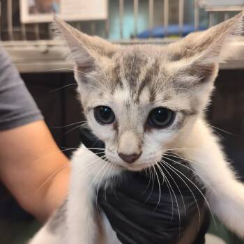 Carlile -  Domestic Short Hair Cat for Adoption in Lake Panasoffkee, Florida - Carlile | PetCurious