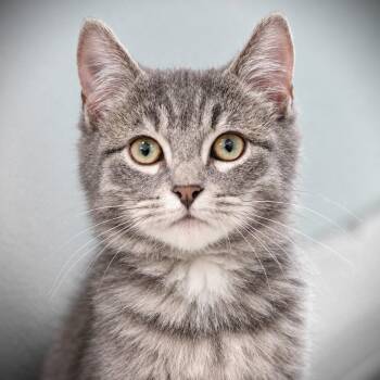 Schmidt -  Domestic Short Hair Cat for Adoption in Amsterdam, New York - Schmidt | PetCurious