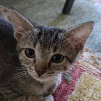 Tye -  Domestic Short Hair Cat for Adoption in Bulverde, Texas - Tye | PetCurious
