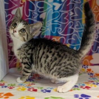 Abby Cadabby -  Domestic Short Hair Cat for Adoption - Abby Cadabby | PetCurious