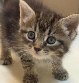 SHELLY -  Domestic Short Hair Cat for Adoption in Elizabethton, Tennessee - SHELLY | PetCurious